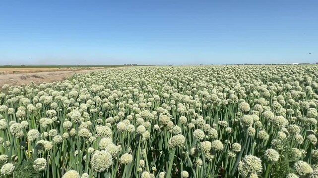 Lady finger bhindi farming India